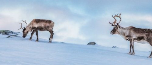 safari rennes finlande